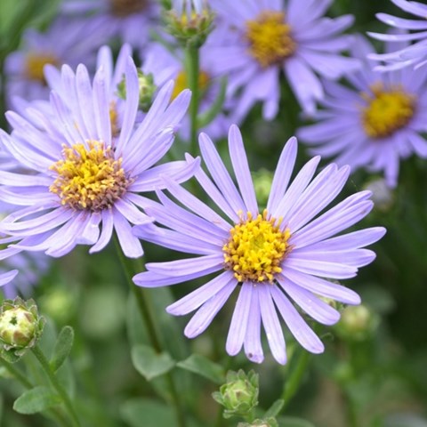 Close-up of the flower of Italian aster 'Axel Tallner'. The flower has purple ray flowers and yellow disc flowers. Colour photo.