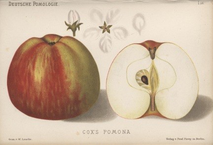 Botanisk illustration av äpplesorten 'Cox's Pomona'. Illustrationen visar ett helt äpple och ett äpple i genomskärning. 