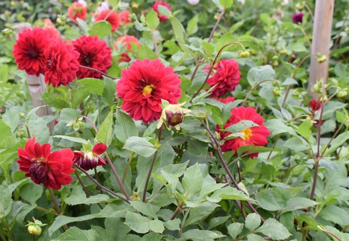 Blommande plantor av dahlian 'Liseberg Röd'.