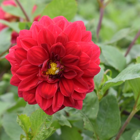 Närbild av den röda blomman hos dahlian 'Liseberg Röd'.