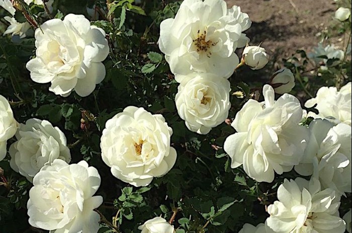 Närbild av de vita blommorna hos spinosissima-ros 'Dala-Floda'.