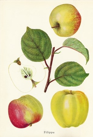 Äldre botanisk illustration av äpplesorten 'Filippa' ur boken Danmarks frugtsorter av Anton Pedersen 1950. Illustrationen är gjord av Ellen Backe.