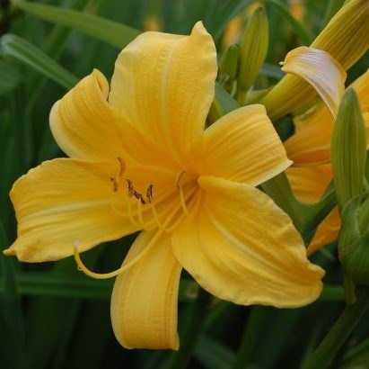 Närbild av den gula blomman hos daglilja 'Esbjörn'. Blomman är varmt kadmiumgul med bakåtböjda kalkblad.