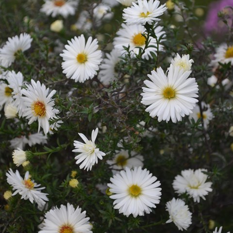 Close-up of the whiteflowering Michaelmas daisy 'Frövi'. 