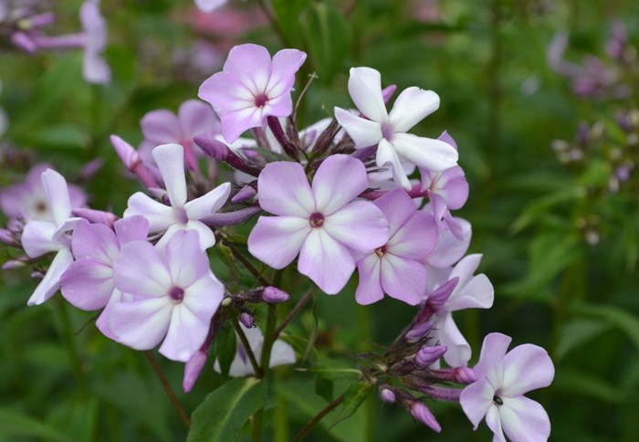 Närbild av blommorna hos höstfloxen 'Alma Jansson'. Blommorna är ljust lila med ett vitt öga. Färgfoto.