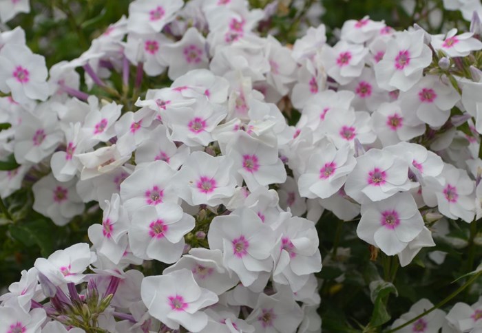 Närbild av blomman hos höstfloxen 'Elise i Bossgården'. Blomman är vit med ett mörkt rosa öga. 