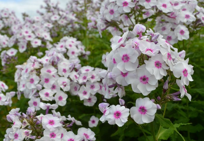 Höstfloxen 'Elise i Bossgården' har vita blommor med ett mörkt lila öga. 