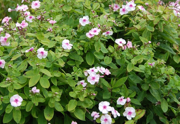 Blommande planta av höstfloxen 'Svea i Haga'. Blommorna är ljust rosa och bladverket ljusgrönt med små, rundade blad.