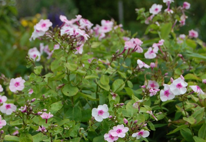 En blommande planta av höstfloxen 'Svea i Haga'. Sorten är lågväxande och har rosa blommor med ett mörkare rosa öga. 