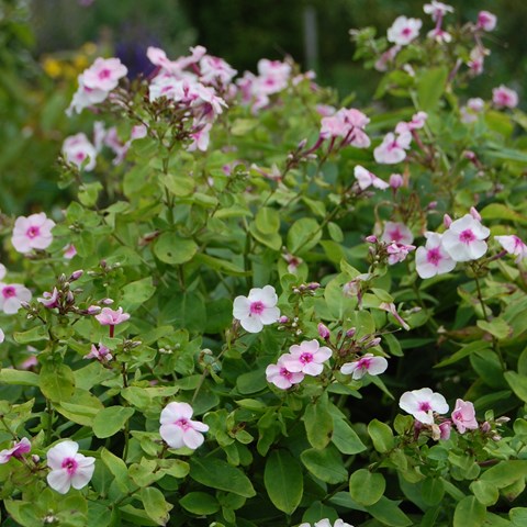 En blommande planta av höstfloxen 'Svea i Haga'. Sorten är lågväxande och har rosa blommor med ett mörkare rosa öga. 