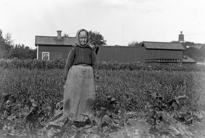 Ett svartvitt foto från början av 1900-talet som föreställer en äldre kvinna som står utomhus i en rad odlade pepparrötter. I bakgrunden syns låga trähus. 