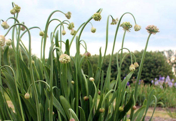 Blommande plantor av Norrlandslök. I bakgrunden ses blommande irisar. 