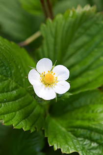 En ensam vit blomma av sorten Noirrlandssmultron mot en bakgrund av gröna blad.