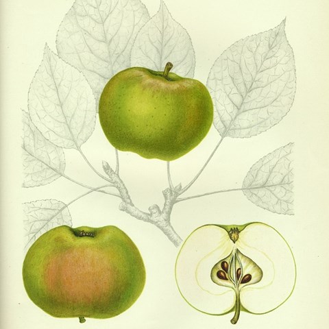 Äldre botanisk illustration i färg av äpplesorten 'Oranie'. Illustrationen publiserades i pomologin "Svenska fruktsorter" av A. Pihl och J. Eriksson 1912. Illustration i färg.