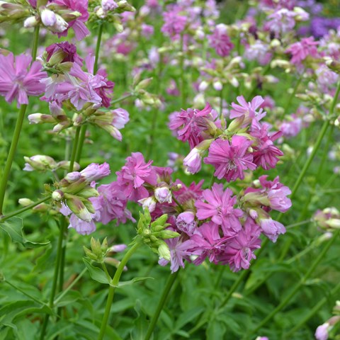 Flowering plants of the soapwort cultivar 'Kvinnsgröta'. The cultivar has dark pink flowers. Colour photo.
