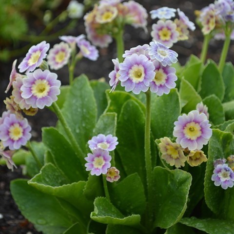 Flowering plants of the border auricula 'Krusenstiernska'. The flowers are bright purple with a bright yellow eye. 