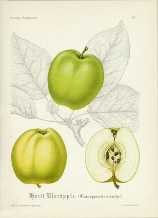 Botanisk illustration av sorten 'Transparant Blanche'. Illustrationen är gjord av H. Sjöberg och publicerad i Svenska fruktsorter av A. Pihl och J. Eriksson, publicerad 1912.