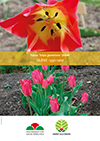 Affisch för marknadsföring av tulpanen 'Skäret'. Det övre fotot visar den gula och rosa insidan av blomman och det nedre fotot visar en rad tulpaner av sorten 'Skäret' i odling. 