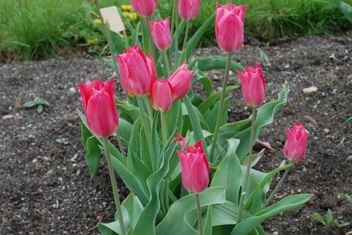 En rad blommande tulpaner av sorten 'Skäret'. Tulpanerna blommar med rosa blommor och runt dem syns brun, sandig jord. 