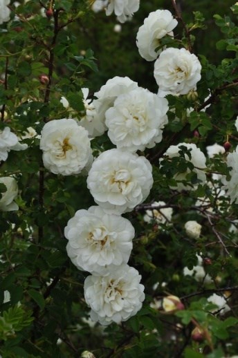En blommande kvist av Rosa spinosissima (Plena-Gruppen) 'Valdemarsvik'. Färgfoto.