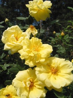 Färgfoto som föreställer Rosa (Foetida-Gruppen) 'Harison's Yellow'. Närbild av de gula blommorna.