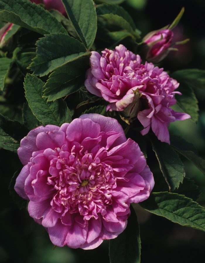 Färgfoto som visar blomningen hos kanelrosen 'Lövhult'. I mitten av fotot ses en rosa blomma.