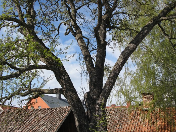Färgfoto föreställande ett stort päronträd av sorten 'Bergamott från Vadstena'. Fotot är taget under sen vår och visar stammen på trädet. Bladen har börjat spricka ut.