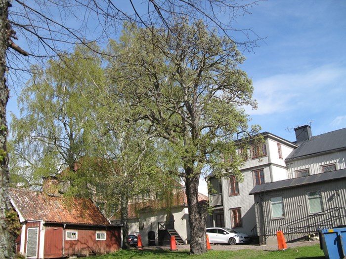 Färgfoto föreställande ett stort päronträd framför ett hus i Vadstena. Päronträdet är av sorten 'Bergamott från Vadstena'. Fotot visar trädet under sen vår och bladen är nyss utsprungna.