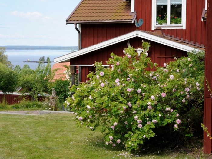  ’Belle Cathérine’ på Elggården i Rättvik, varifrån den samlades in för bevarande av Pom. En blommande rosenbuske står utanför ett rött trähus uppe på en höjd. I bakgrunden syns en stor sjö.