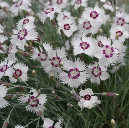Fjädernejlikan 'Marieberg' har vita blommor med ett mörkt lila öga. 