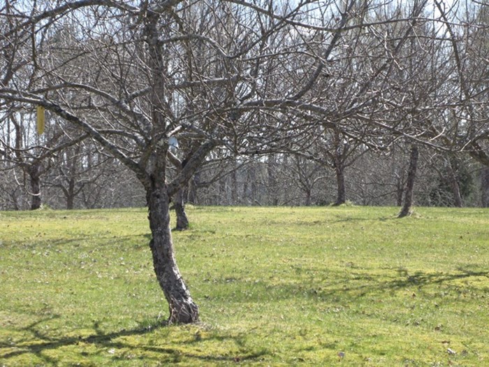 Ett färgfoto som visar hur fruktträdsplanteringarna på klonarkivet Alntorps ö ser ut. I förgrunden ses stammen av ett äldre träd. I bakgrunden syns en gräsmatta. I gräsmattan står olika äppleträn planterade. 