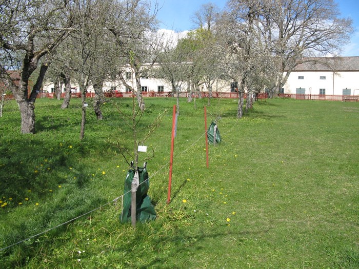 Färgfoto som föreställer nyplanterade träd av päronsorten 'Bergamott från Vadstena' i det lokala klonarkivet för frukt, Pomerium Vadstenense. I förgrunden ses det unga, nyplanterade trädet. I bakgrunden ses äldre, väletablerade fruktträn.