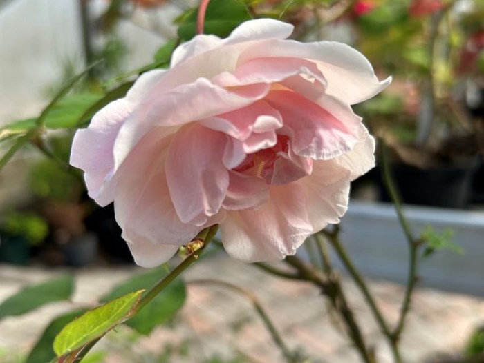 Rosen 'Minna' blommar med ljust rosa blommor. 