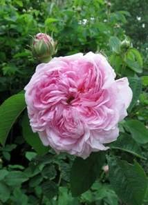 Foto föreställande gallicarosen 'Aimable Ami'. Fotot är en närbild av den rosa blomman.