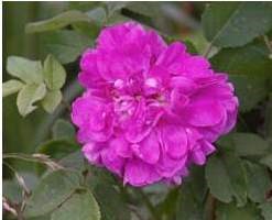 "Augustas ros". Närbild av en mörkt ros i blom. Foto.a ros