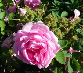 Närbild av den rosa rosen Rosa (Centifolia-Gruppen) 'Cristata'. Färgfoto.