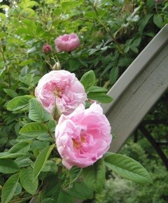 Närbild av två ljusrosa rosor. Rosen är "Fiskebyrosen", insamlad i Östergötland. Färgfoto.