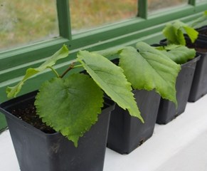 Små plantor av mullbär står planterade i krukor inne i ett växthus. Färgfoto.