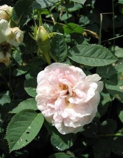 Närbild av den ljusrosa rosen 'Maiden's Blush'. Färgfoto.