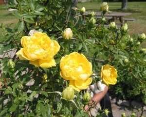 Närbild av de gula rosorna hos persiska gulros. Färgfoto.