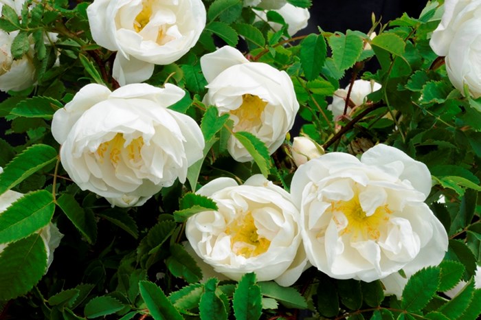 Spinosissima-ros 'Vaplan' med vita blommor. Foto. 