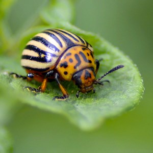 A round beetle with black and yellow stripes on a green leaf. Photo. 