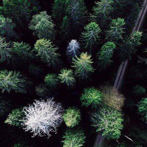Aerial picture of a coniferous forest, photo.