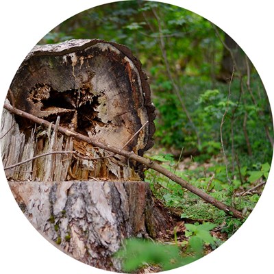 En nedsågad trädstam som är skadad i mitten. Foto.