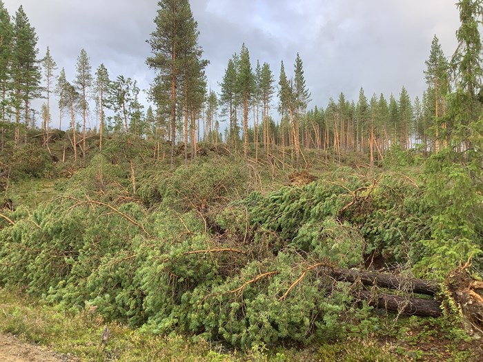 Forest damage after the storm Hans. Photo.