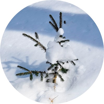 Spruce seedling with snow on it. Photo.