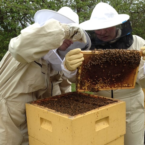 Two people in protective gear inspect a beehive