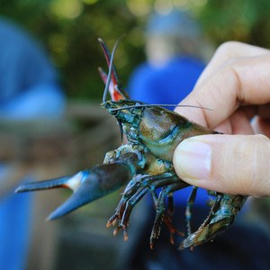 A hand holding the invasive signal crayfish. Photo: Ann-Katrin Hallin, SLU.