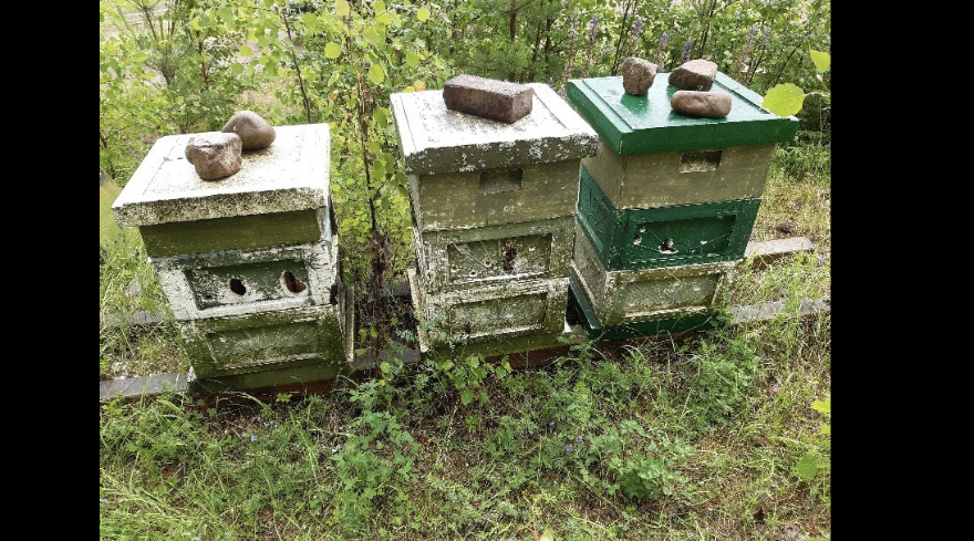 Hackspettskador på bikupor