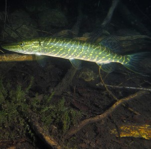 Pike under the watersurface. Photo.